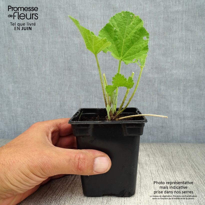 Spécimen de Rose trémière - Alcea rosea Chater's Double Rose Godet de 7/8 cm tel que livré en été
