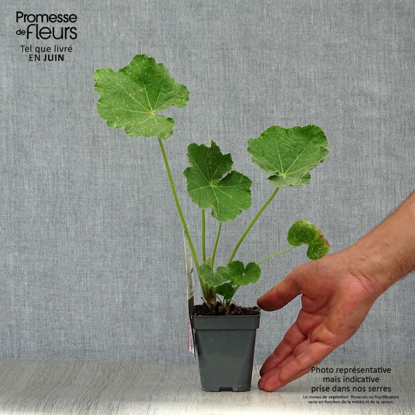 Spécimen de Rose trémière - Alcea rosea Chater's Double saumon Godet de 7/8 cm tel que livré en été