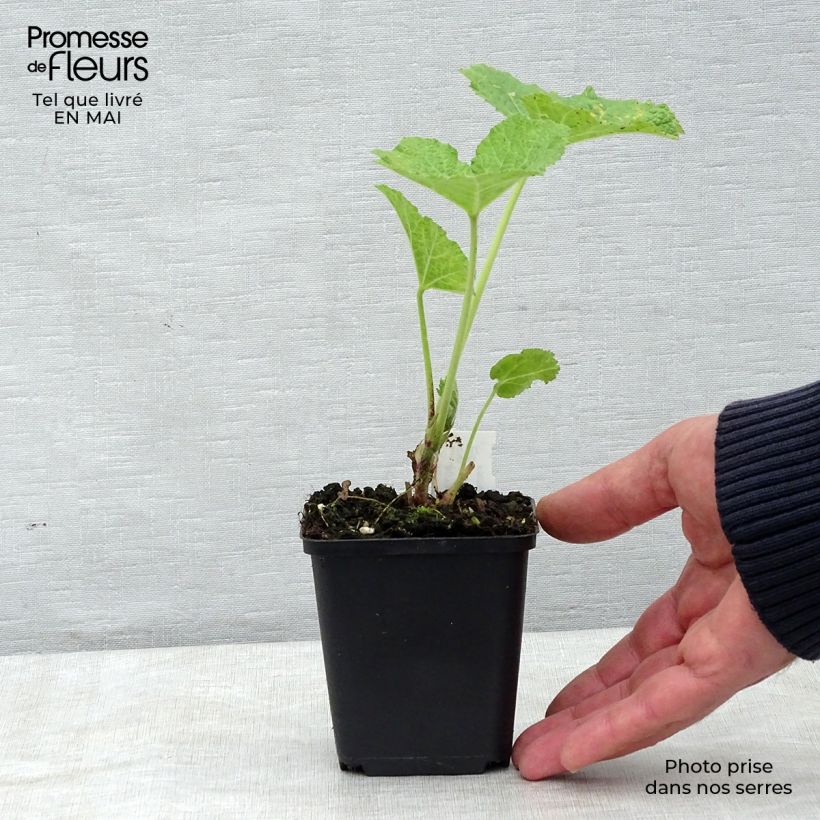 Spécimen de Rose trémière - Alcea rosea Mars Magic Godet de 9cm tel que livré au printemps