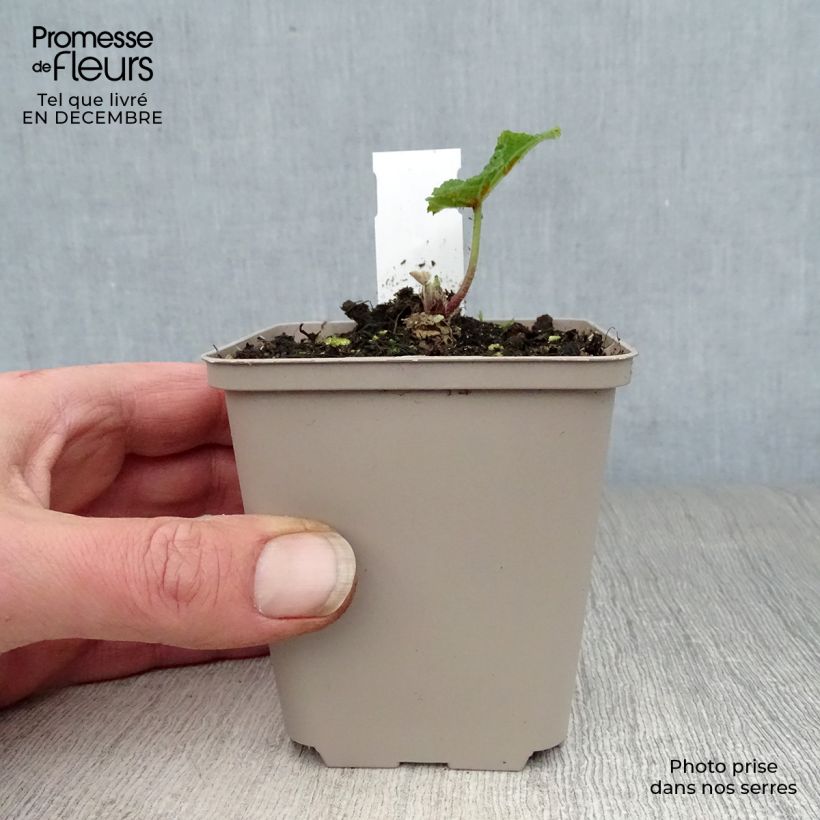 Spécimen de Rose trémière - Alcea rosea Mars Magic Godet de 8/9 cm tel que livré en hiver