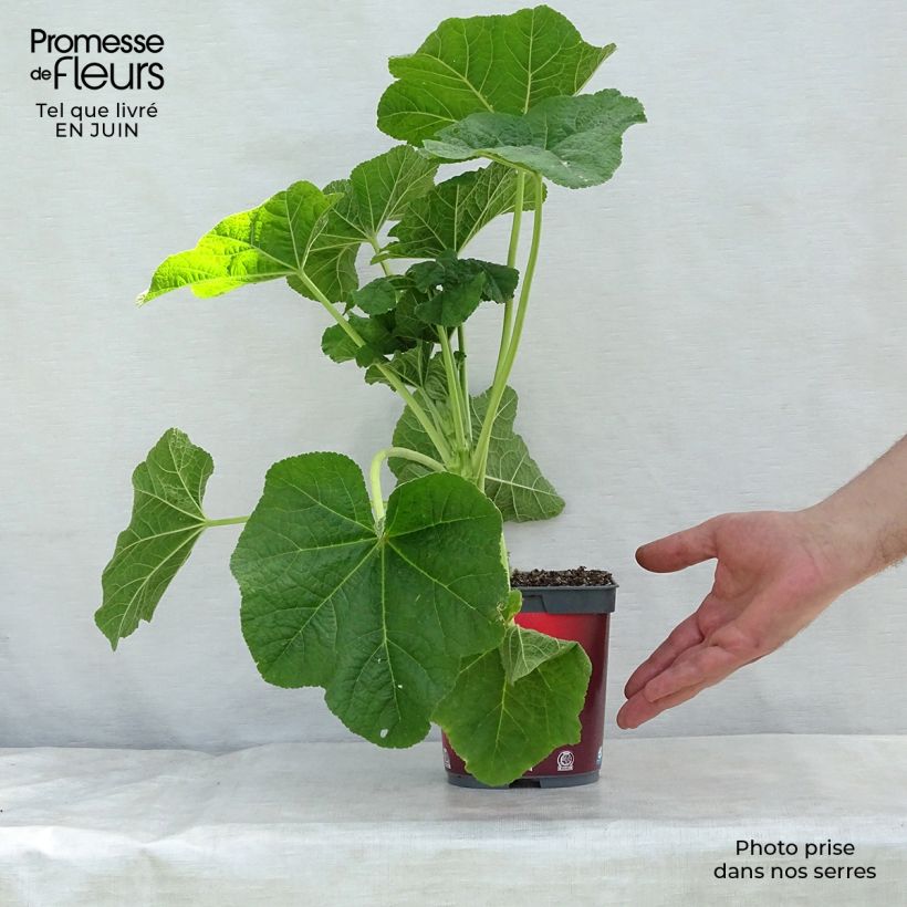 Spécimen de Rose trémière - Alcea rosea Pleniflora Rouge Pot de 2L/3L tel que livré en été