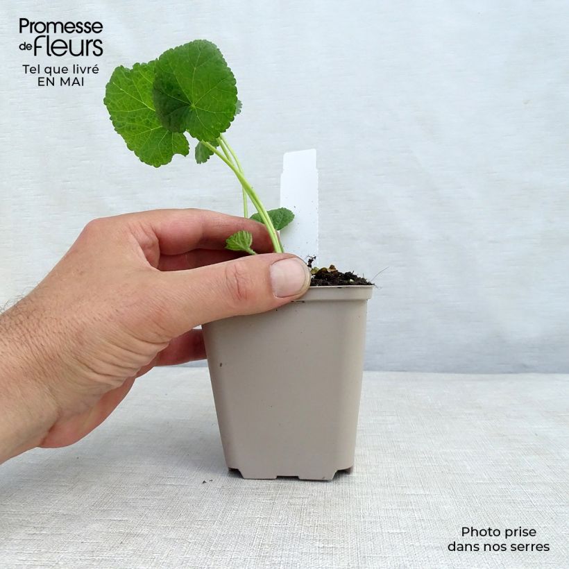 Spécimen de Rose trémière - Alcea rosea Sunshine Godet de 9cm tel que livré au printemps