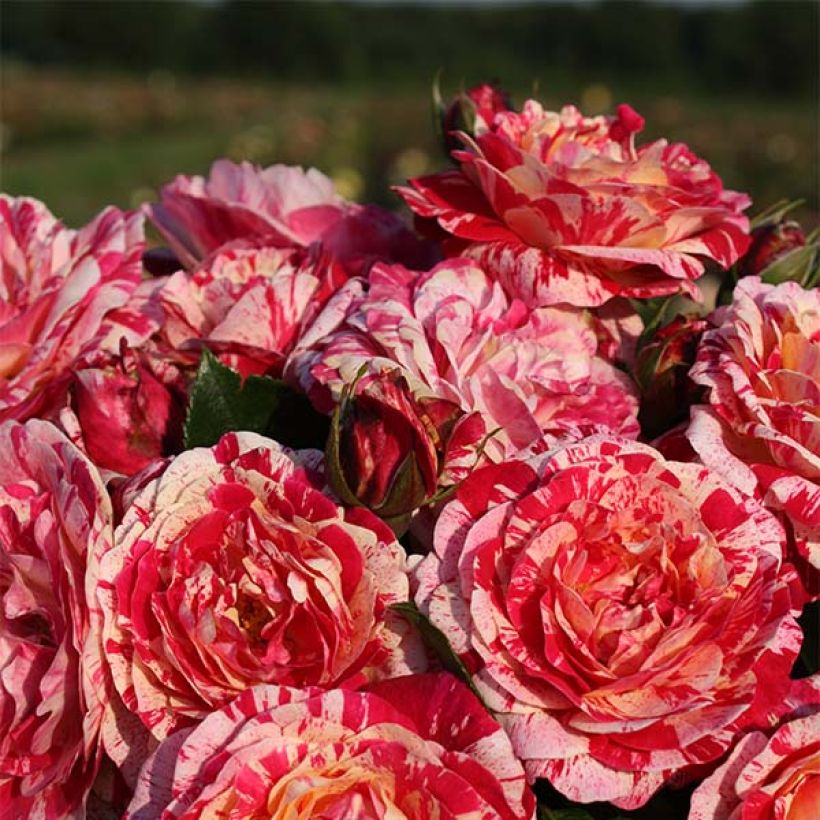 Rosier à fleurs groupées Abracadabra (Floraison)