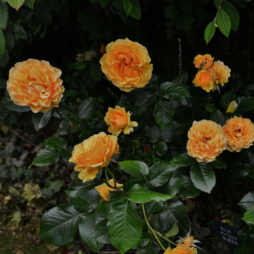 Rosier à fleurs groupées Amber Queen (Port)