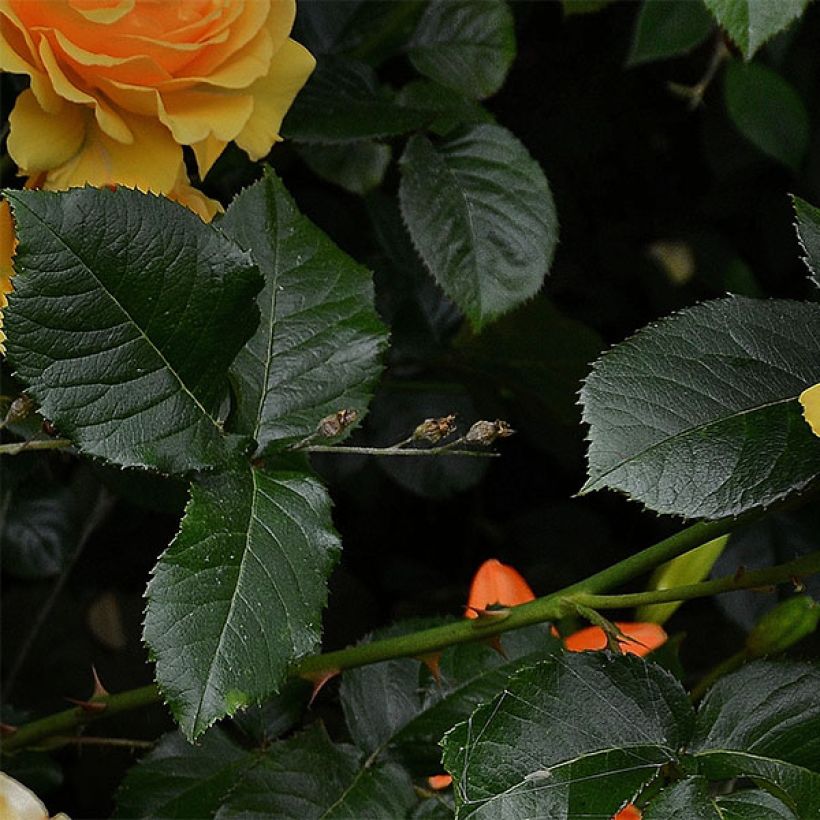Rosier à fleurs groupées Amber Queen (Feuillage)