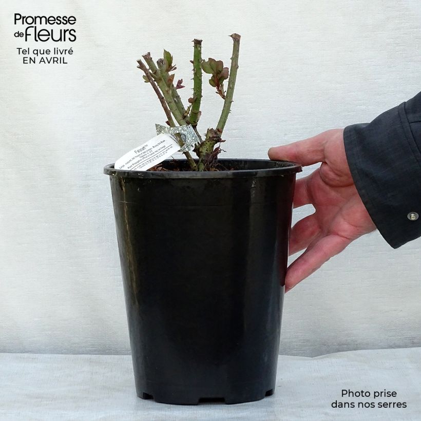 Spécimen de Rosier Anglais David Austin Falstaff Pot de 4L/5L tel que livré au printemps