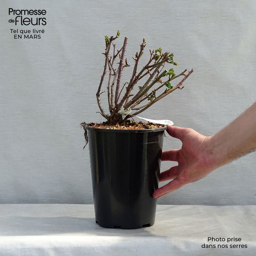 Spécimen de Rosier Anglais David Austin The Mayflower en pot de 4L/5L tel que livré au printemps