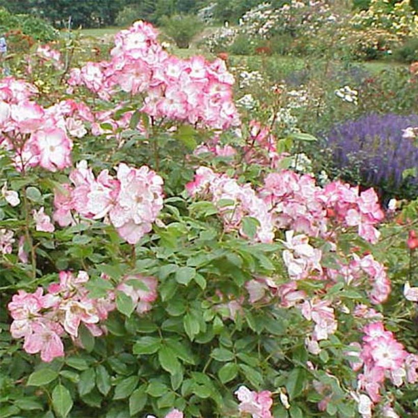 Rosier arbustif Rush (Floraison)