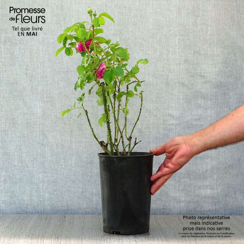Spécimen de Rosier Baronne Prévost - Pot de 4L/5L tel que livré au printemps