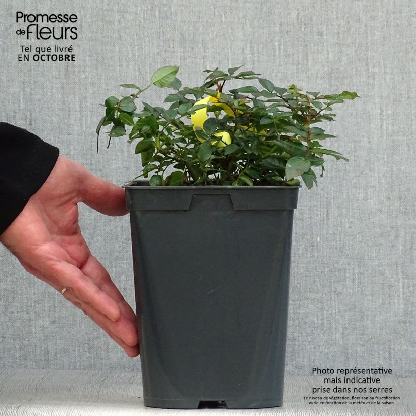 Spécimen de Rosier Bees Paradise Fruity Pot de 3L/4L tel que livré en automne