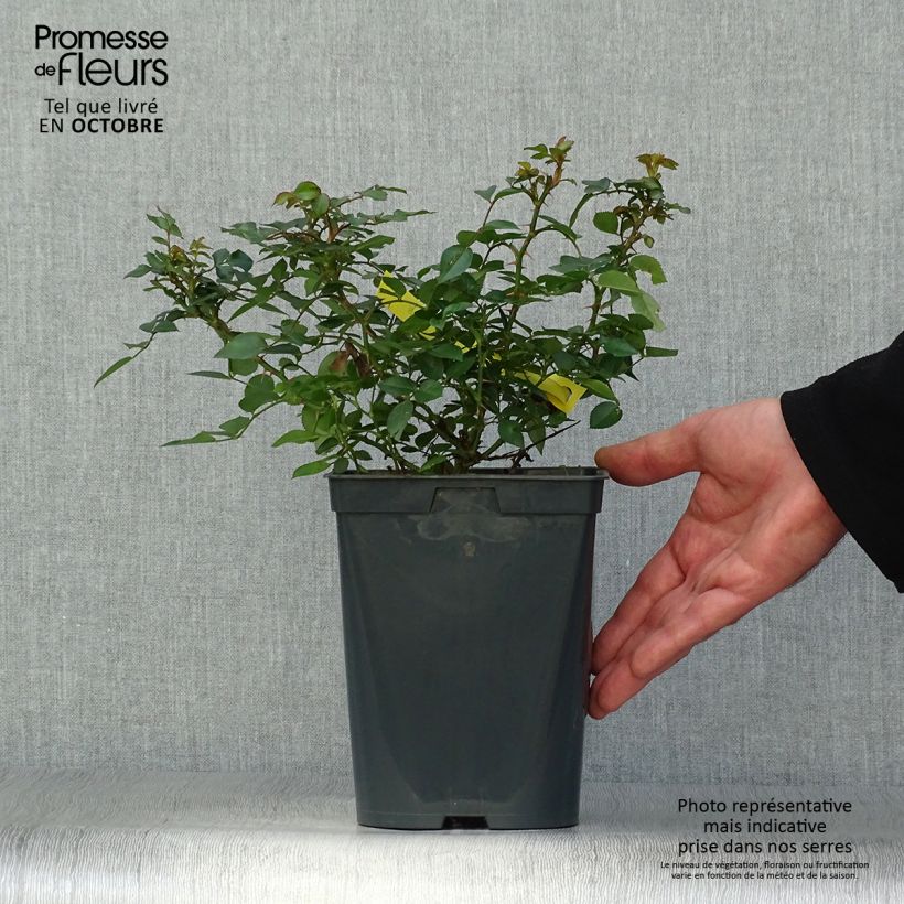 Spécimen de Rosier Bees Paradise Gelb Pot de 3L/4L tel que livré en automne