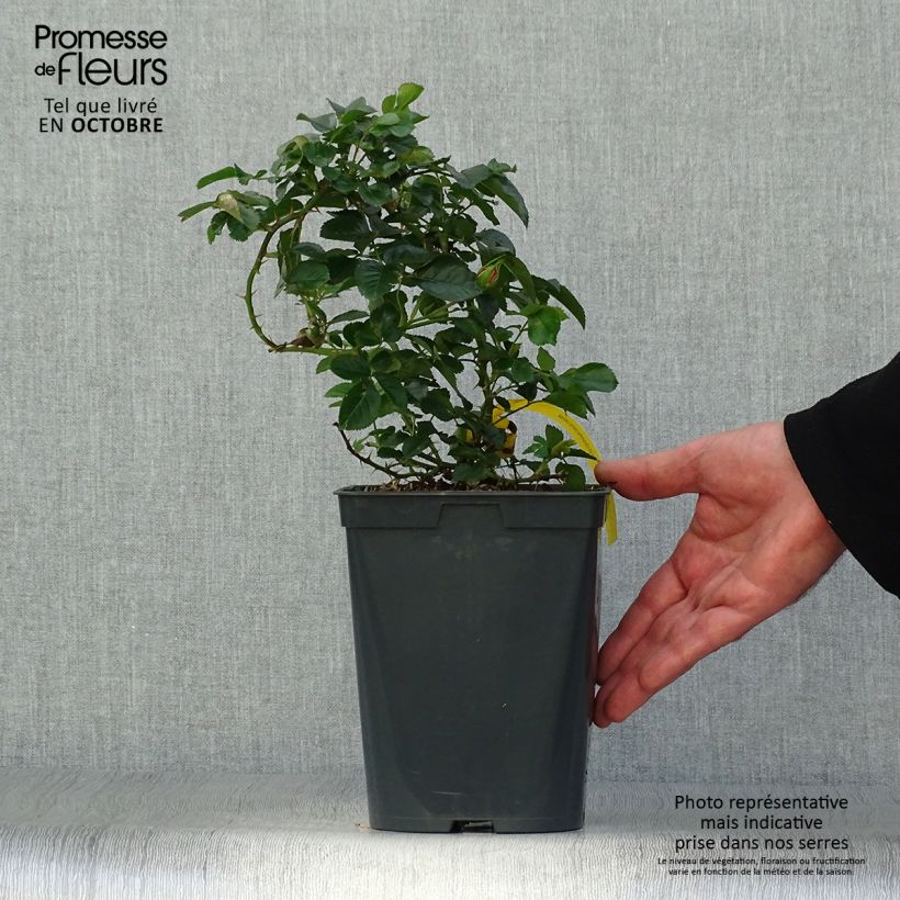 Spécimen de Rosier Bees Paradise Mango Pot de 3L/4L tel que livré en automne