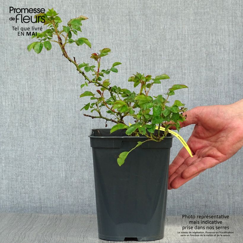 Spécimen de Rosier Bees Paradise Mango Pot de 3L/4L tel que livré au printemps