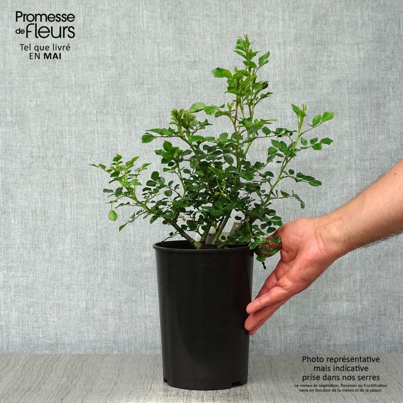 Spécimen de Rosier Bees Paradise Pink  Pot de 3L/4L tel que livré au printemps