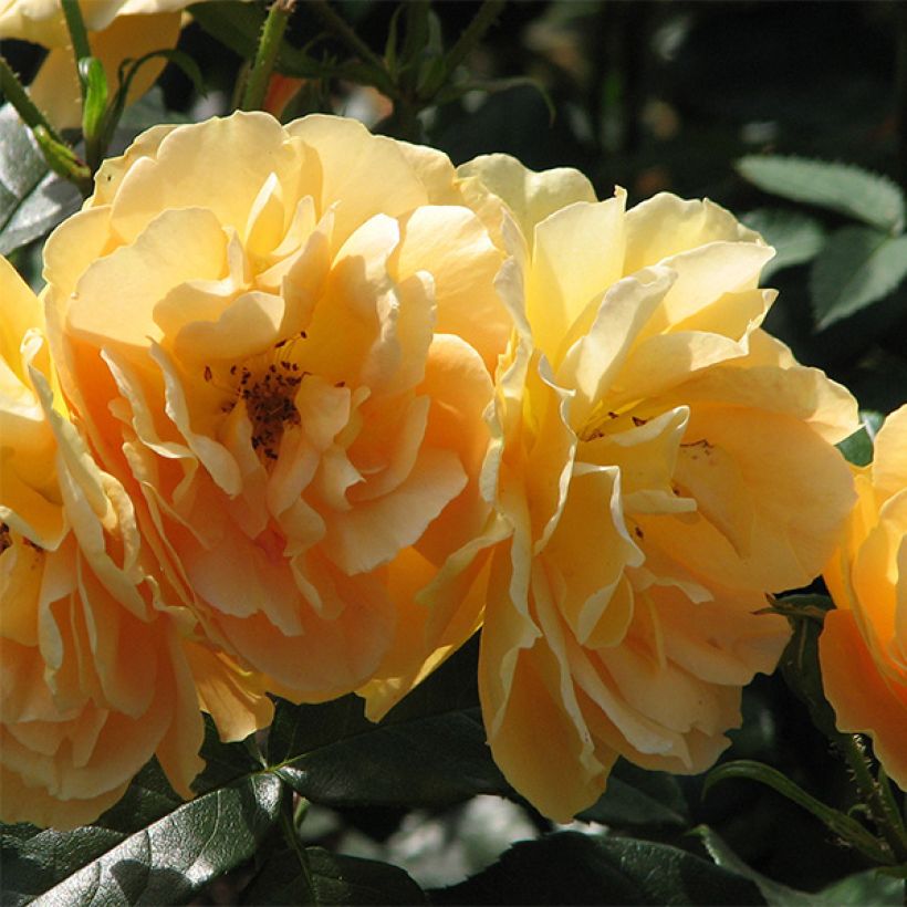 Rosier à fleurs groupées Bernstein Rose (Floraison)