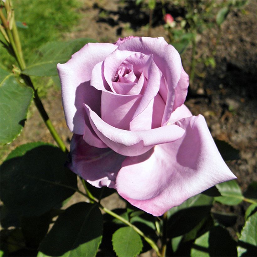 Rosier à grandes fleurs Blue Girl  (Floraison)