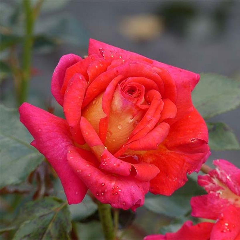 Rosier à grandes fleurs Parfum de Grasse (Floraison)