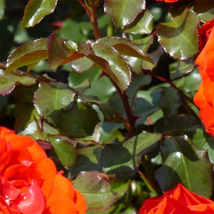 Rosier à fleurs groupées Remembrance (Feuillage)