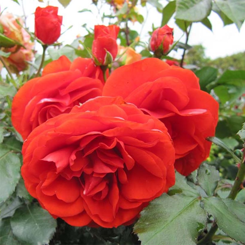 Rosier à fleurs groupées Remembrance (Floraison)