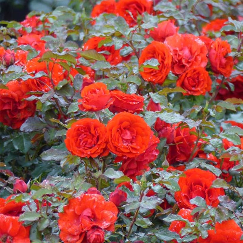 Rosier à fleurs groupées Remembrance (Port)