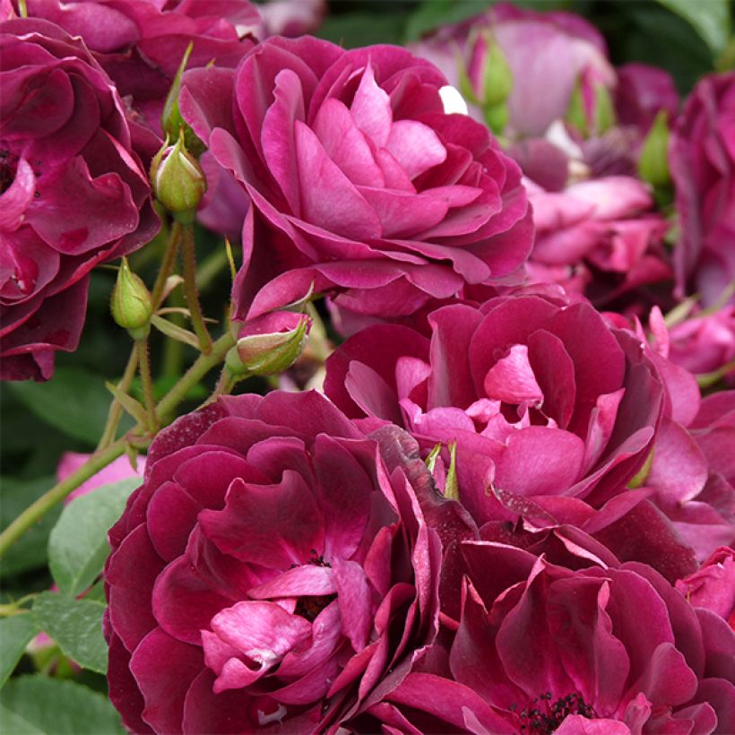 Rosier à fleurs groupées Burgundy Ice (Floraison)