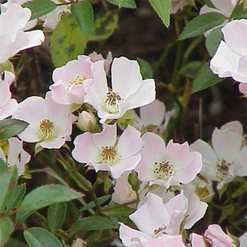 Rosier couvre-sol Nozomi  (Floraison)