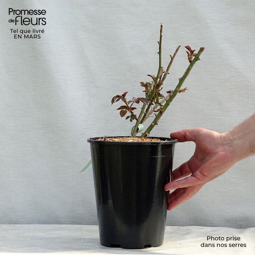 Spécimen de Rosier David Austin Abraham Darby en pot de 4L tel que livré au printemps