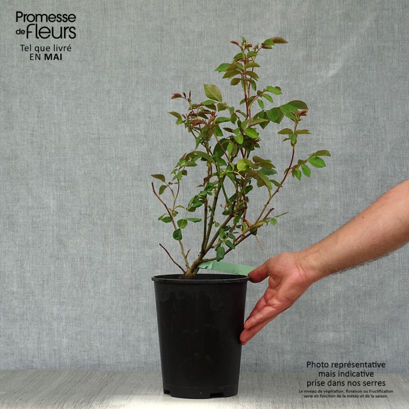 Spécimen de Rosier David Austin Albrighton Rambler en pot de 4L tel que livré au printemps