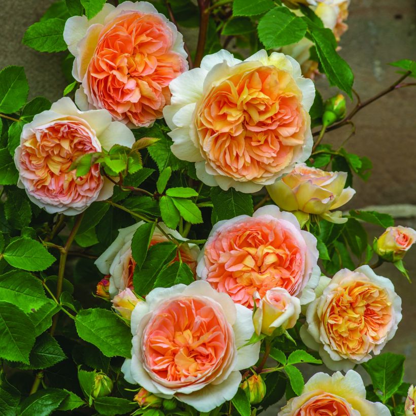 Rosier David Austin Bathsheba  (Floraison)