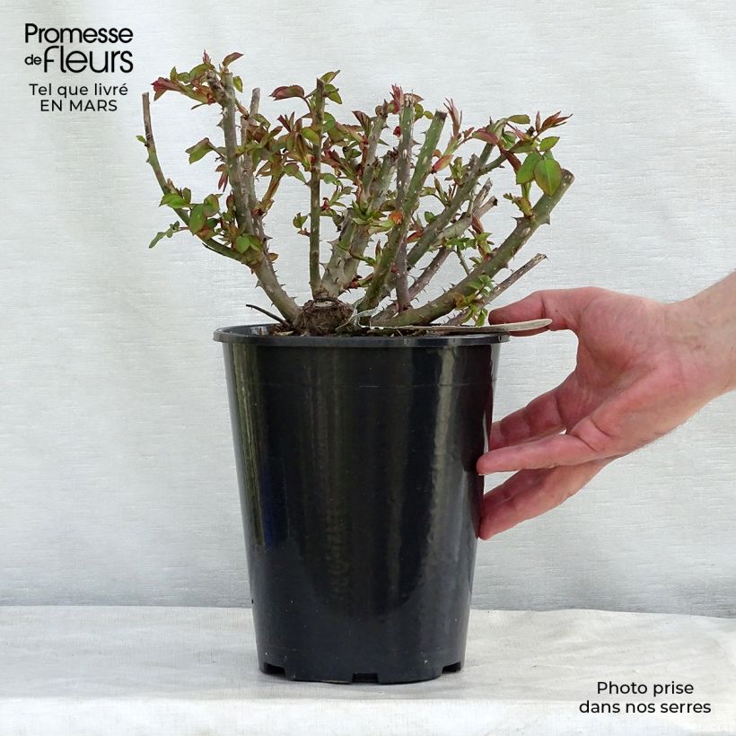 Spécimen de Rosier David Austin Benjamin Britten Pot de 4L/5L tel que livré en hiver