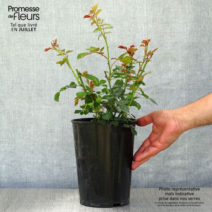 Spécimen de Rosier David Austin Charles Darwin Pot de 4L/5L tel que livré en été