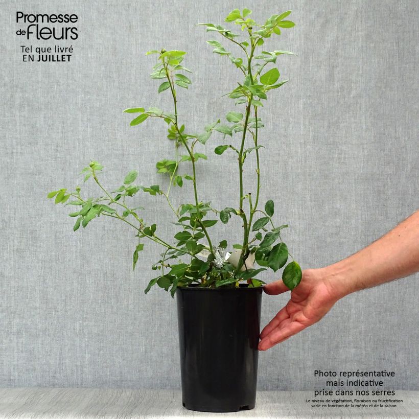 Spécimen de Rosier David Austin Claire Austin Pot de 4L/5L tel que livré en été