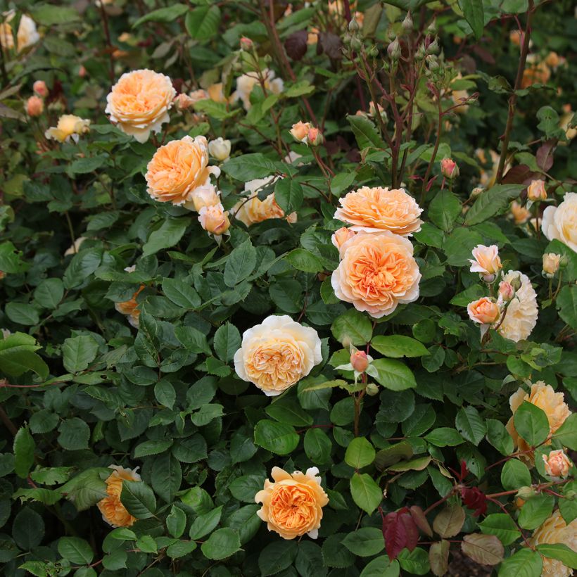 Rosier David Austin Crown Princess Margareta (Port)