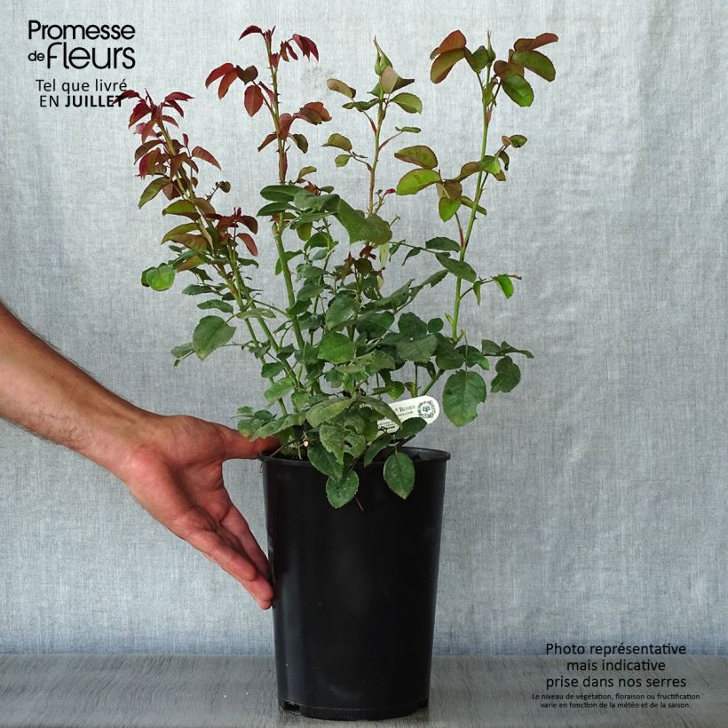 Spécimen de Rosier David Austin Darcey Bussel Pot de 4L/5L tel que livré en été