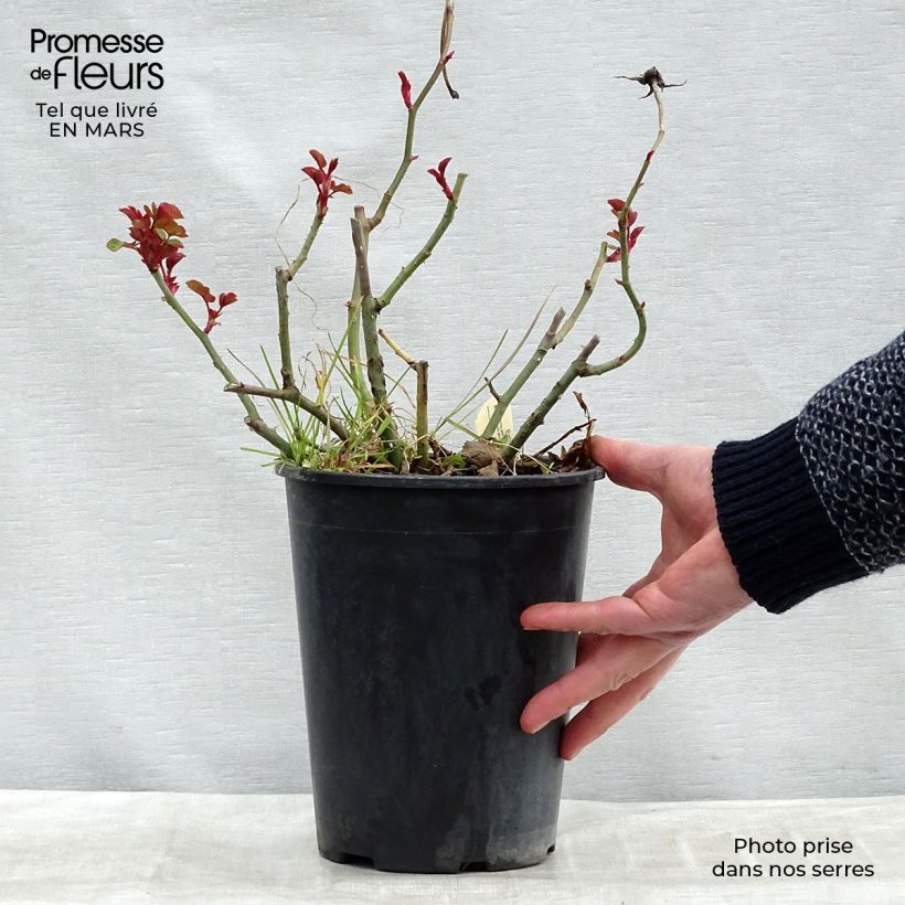 Spécimen de Rosier David Austin Emily Brontë en pot de 4L tel que livré au printemps