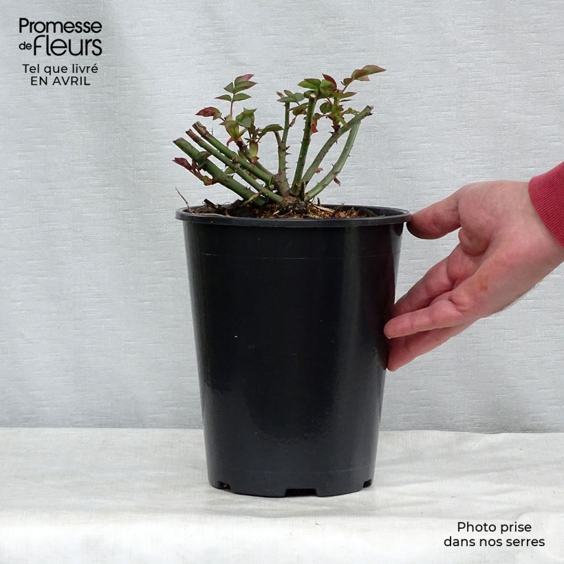Spécimen de Rosier David Austin Gentle Hermione en pot de 4L tel que livré au printemps