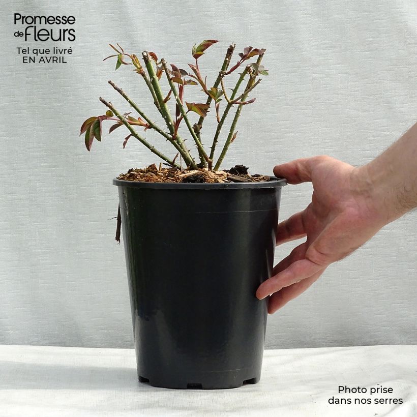 Spécimen de Rosier David Austin Gertrude Jekyll en pot de 4L tel que livré au printemps