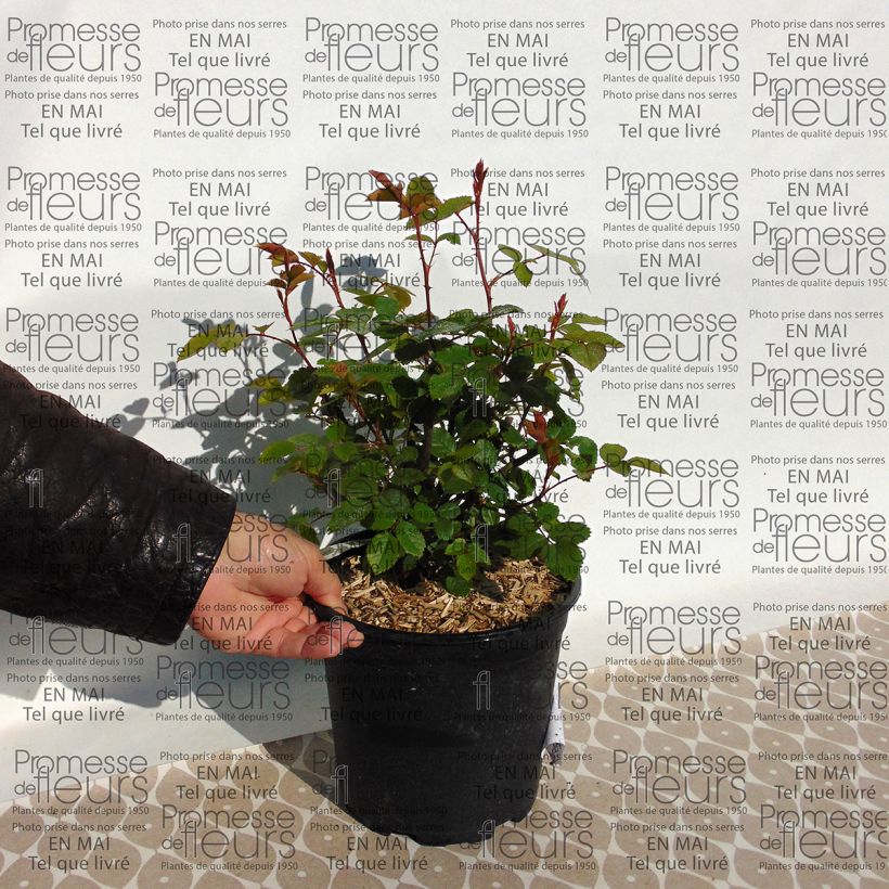 Exemple de spécimen de Rosier David Austin Grace en pot de 4L tel que livré