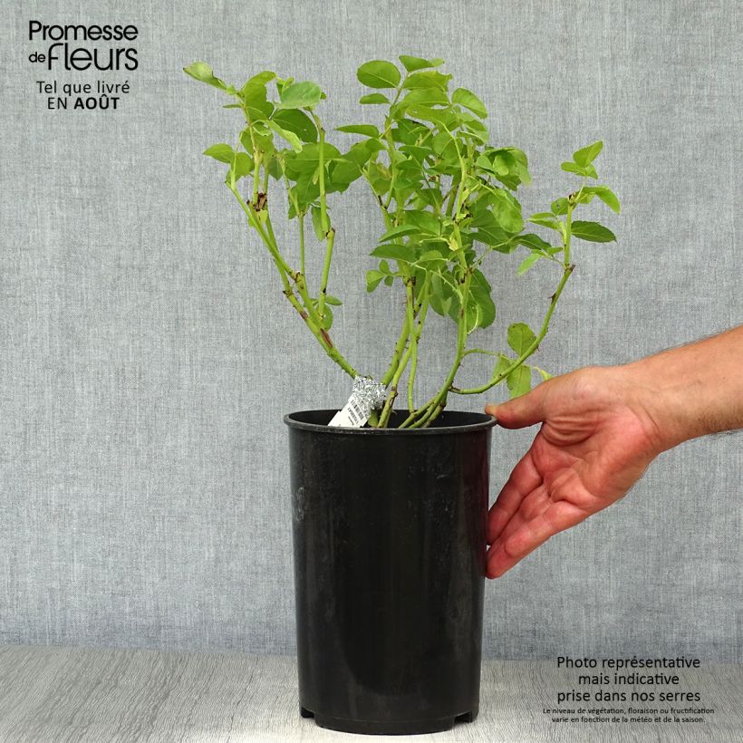 Spécimen de Rosier David Austin Graham Thomas  Pot de 4L/5L tel que livré en été