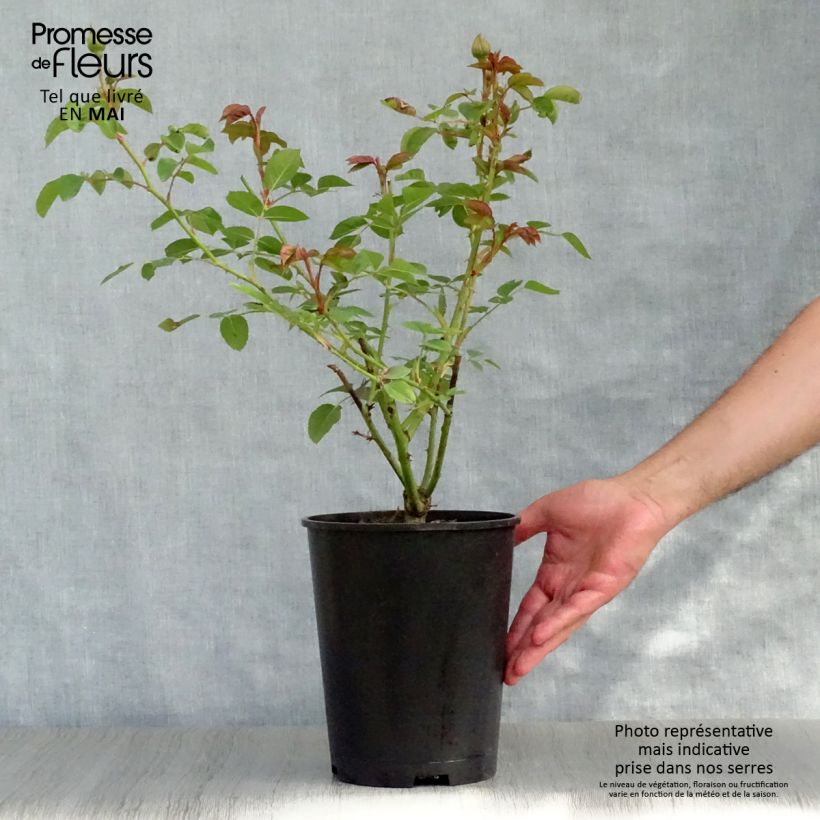 Spécimen de Rosier David Austin Graham Thomas en pot de 4L tel que livré au printemps