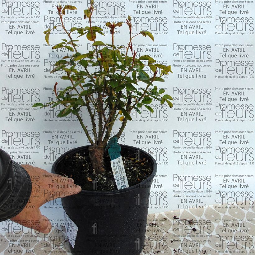 Exemple de spécimen de Rosier David Austin Harlow Carr en pot de 4L tel que livré