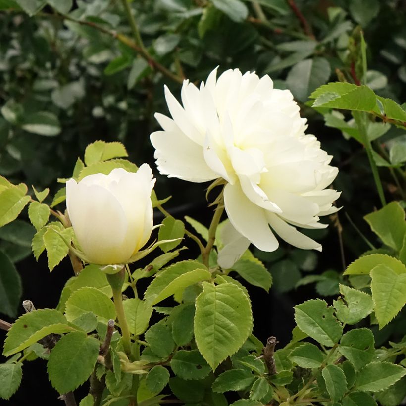 Rosier David Austin Imogen (Floraison)