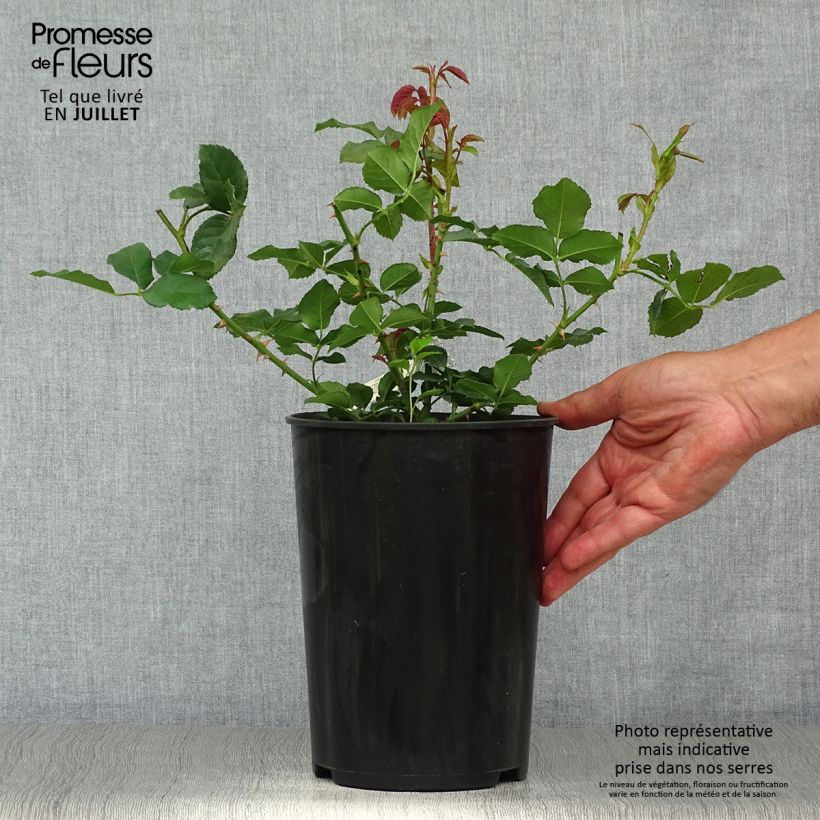 Spécimen de Rosier David Austin Imogen Pot de 4L/5L tel que livré en été