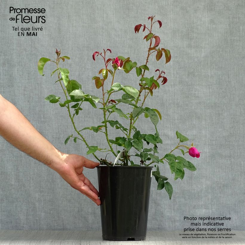 Spécimen de Rosier David Austin James L. Austin  Pot de 3L/4L tel que livré au printemps