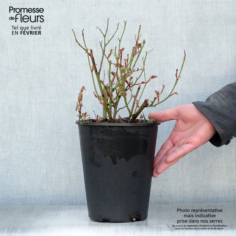 Spécimen de Rosier David Austin Kew Gardens  Pot de 3L/4L tel que livré en hiver