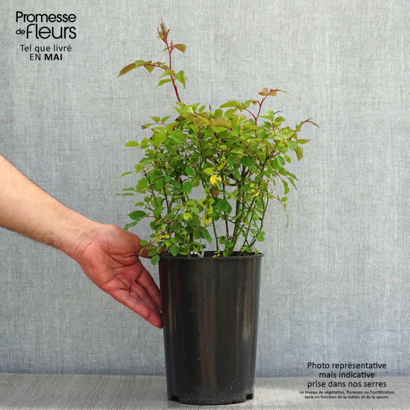 Spécimen de Rosier David Austin Kew Gardens en pot de 3L/4L tel que livré au printemps
