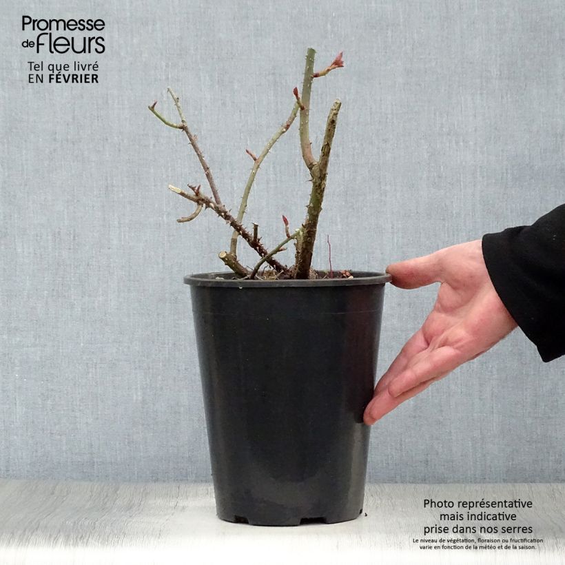 Spécimen de Rosier David Austin LD Braithwaite  Pot de 4L/5L tel que livré en hiver