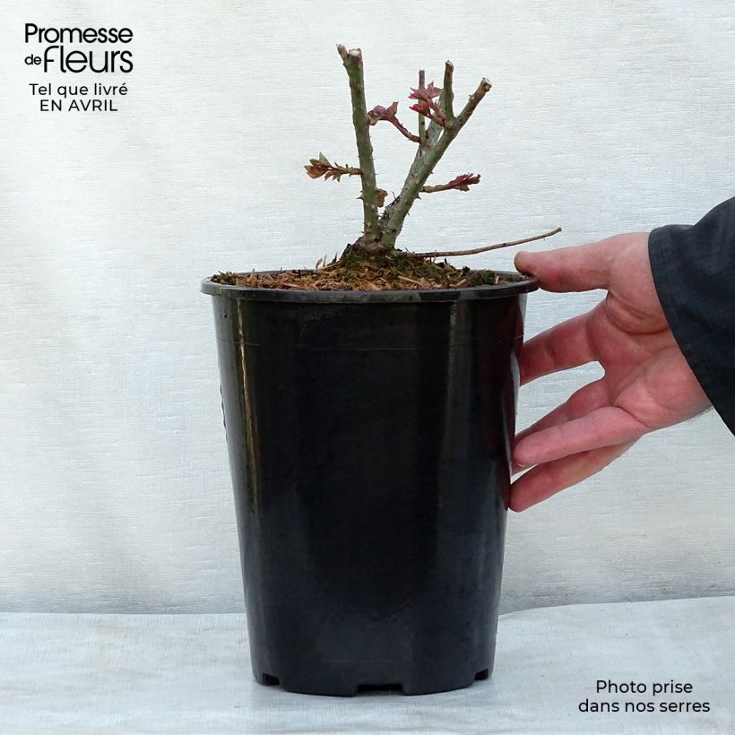 Spécimen de Rosier David Austin LD Braithwaite en pot de 4L tel que livré au printemps