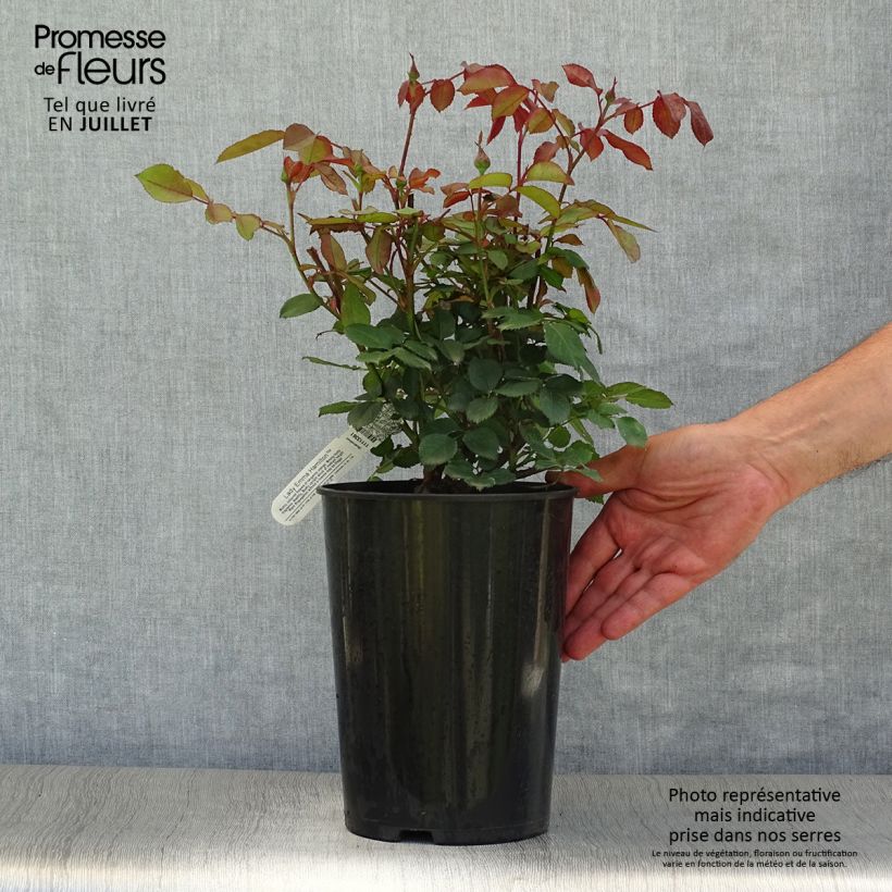 Spécimen de Rosier David Austin Lady Emma Hamilton  Pot de 4L/5L tel que livré en été