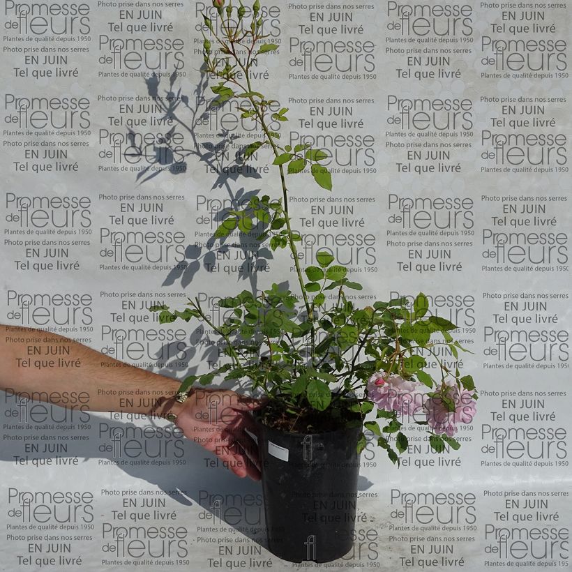 Exemple de spécimen de Rosier David Austin Lady Salisbury en pot de 4L tel que livré